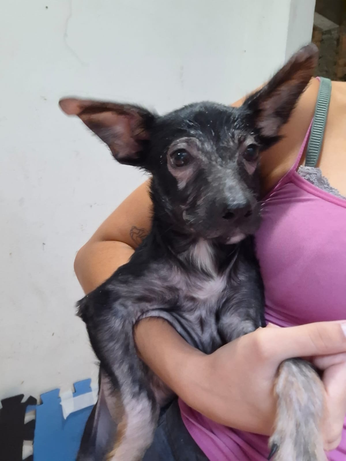 Foto 2 do pet